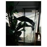 Display Case and Large Artificial Plant
