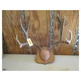 Antler Mount