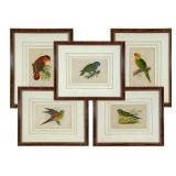 Five Framed Colorful Parrot Prints