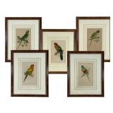5 Framed Parakeet Prints