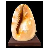 Conch Shell Lamp on Wooden Base