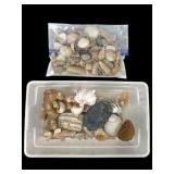 Seashells and Coral Pieces