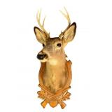 Taxidermy Deer Mount with Wooden Plaque