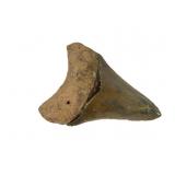 Fossilized Shark Tooth, 2.25 x 1.75 Inch