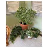 Large Potted Plant and Artificial Greens