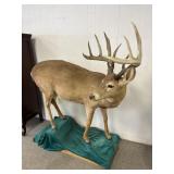 10 Point White Tailed Deer Full Mount