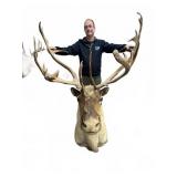 Caribou Wall Mount with Large Rack