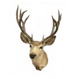 Large 12 Pointer Deer Wall Mount
