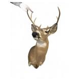 Eight Point Shoulder Mount Buck