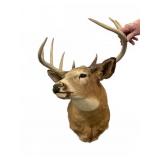 10 Point Shoulder Mount Deer Taxidermy Mount