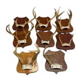 Mounted Deer Antlers on Plaques