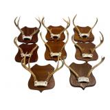 Mounted Deer Antlers on Plaques