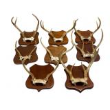 8 Mounted Deer Antlers