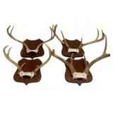 Four Mounted Deer Antlers