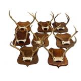Eight Mounted Deer Antlers