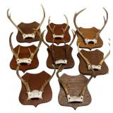 Eight Mounted Deer Antlers