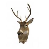 Six Point Deer Shoulder mount Taxidermy