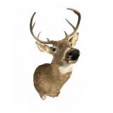 Deer Shoulder Mount