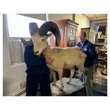 Taxidermy Mountain Goat Mount with 20'' Horns
