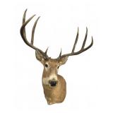 Whitetail Deer Shoulder Mount