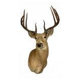 Deer Mount with Nine Point Rack