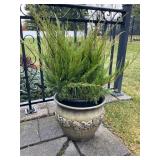 Potted Live Plant in Embossed Ceramic Pot