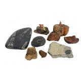 Fossils and Petrified Wood