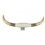 Mounted Steer Horns 24.25 Inch Wide