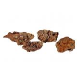 Agatized Fossil Coral