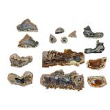 Agate and Agatized Coral Specimens