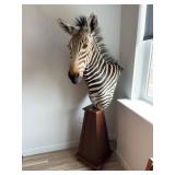 Zebra Taxidermy Pedestal Mount on Custom Wood Base