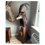 African Sable Antelope Pedestal Taxidermy Mount