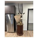 Gemsbok (South African Oryx) Pedestal Taxidermy Mo