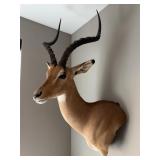 African Impala Taxidermy Shoulder Mount