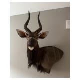 African Nyala Taxidermy Shoulder Mount