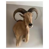 Barbary Sheep (Aoudad) Taxidermy Shoulder Mount