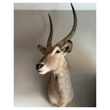 African Waterbuck Taxidermy Shoulder Mount