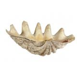 10.5 Inch Clam Shell