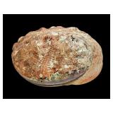 8 Inch Natural Red Abalone Shell