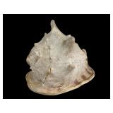 Large Horned Queen Helmet Conch Shell, 11ï¿½