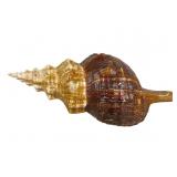 Florida Horse Conch Shell, 13 Inches