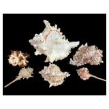 Muricidae Family Shells, Including Chicoreus