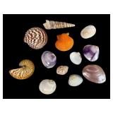 Variety of Decorative Seashells Collection