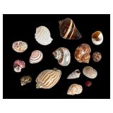 Natural Seashells & Snail Shells