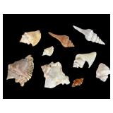 Conch, Whelk, Murex & Olive Sea