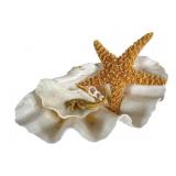 Nautical Display with Starfish, Seahorse & Cl