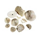 Coral Skeletons & Sand Dollar