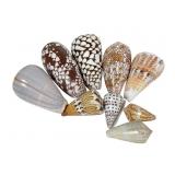 Rare Cone Shells, 3.5 in. Max