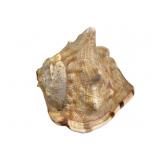 Cassis Tuberosa King Helmet Shell