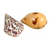 Tectus niloticus Trochus & Melo melo Shells